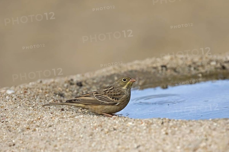 Ortolan Bunting