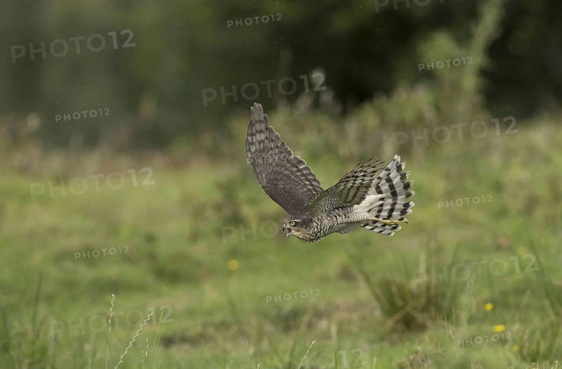 Eurasian eurasian sparrowhawk