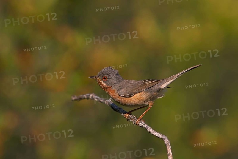 Subalpine Warbler