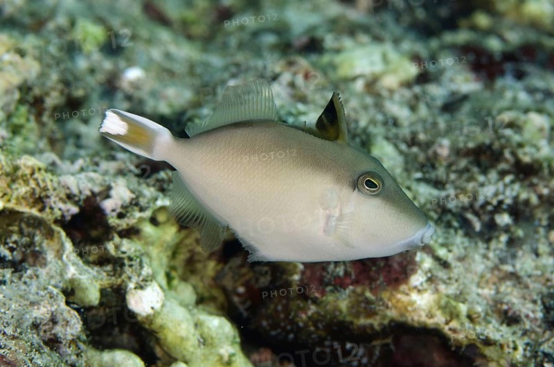 Flagtail triggerfish