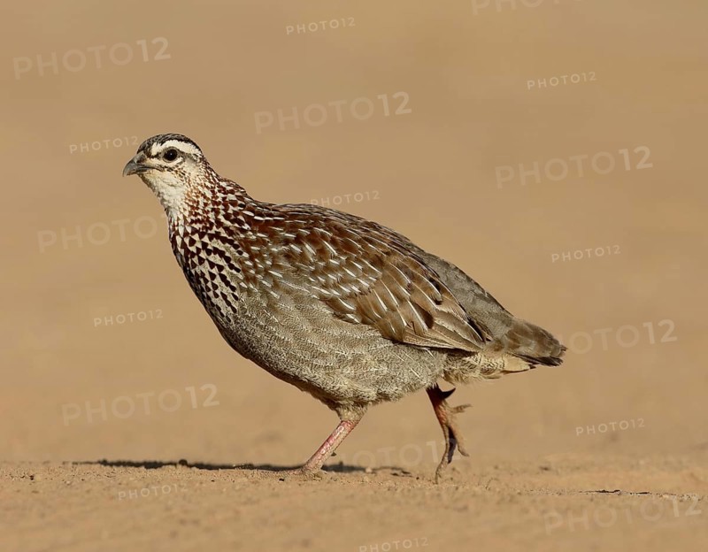 Crested Francolin