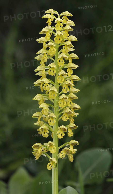 Small small dotted orchid