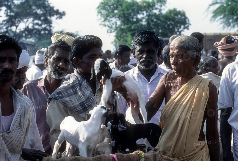 Selling goat calf in Periodical market at Perundurai near Erode