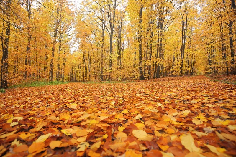 Autumn forest with fork in the road and golden leaf fall in Eppstein im Taunus