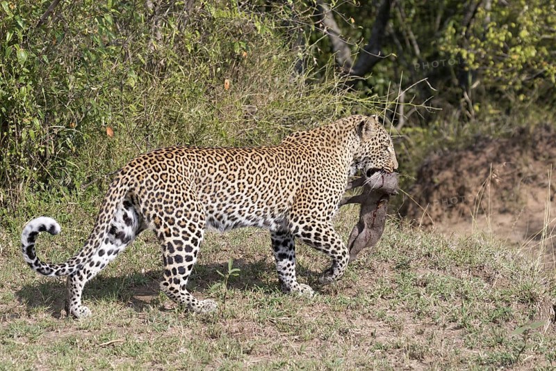 Adult african leopard
