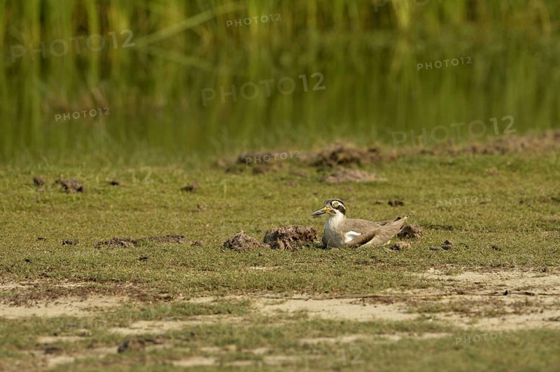 Great stone-curlew