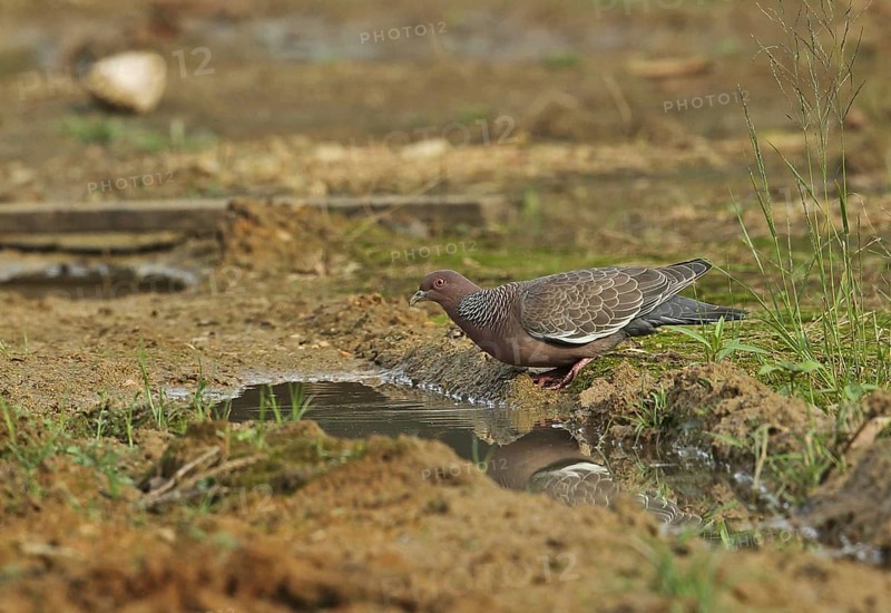 Picazuro pigeon