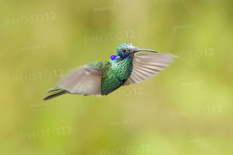Sparkling Violet-ear