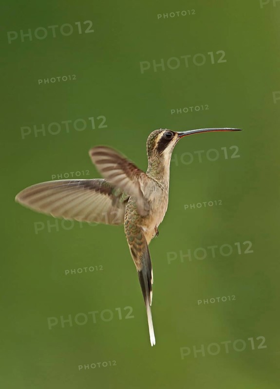 Light-bellied hermit