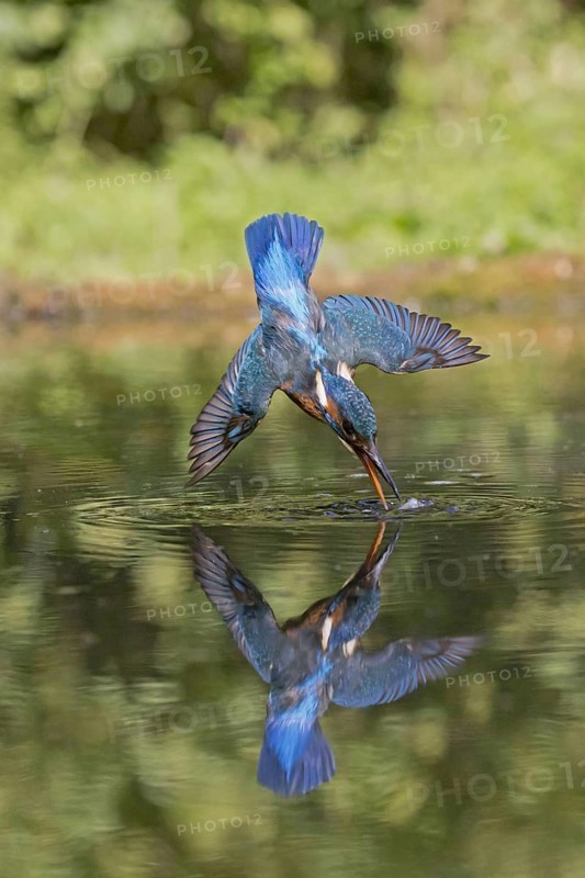 Common Kingfisher