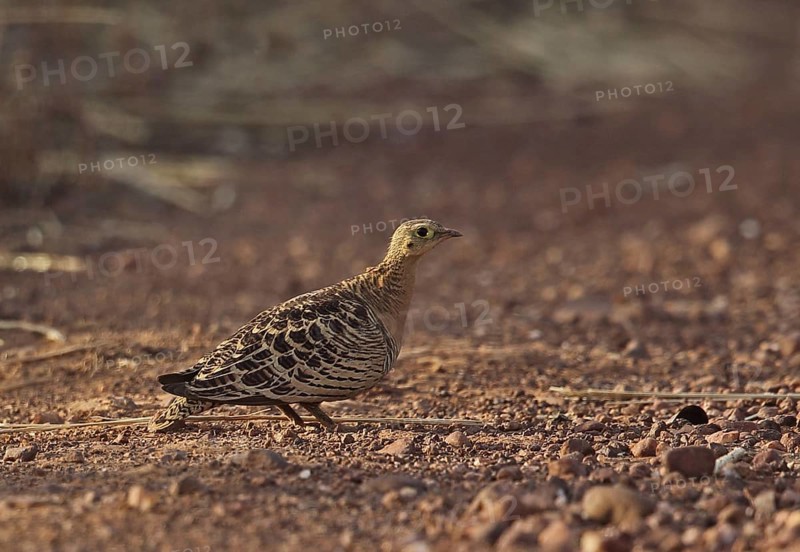 Four-banded Sandgrouse