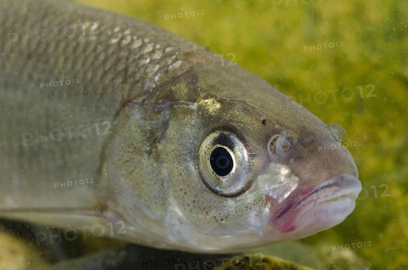 Common Dace