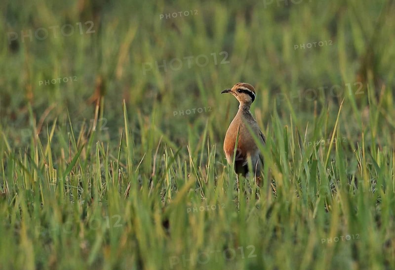 Temminck's Courser