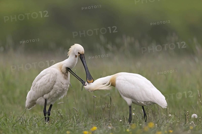Eurasian Spoonbill