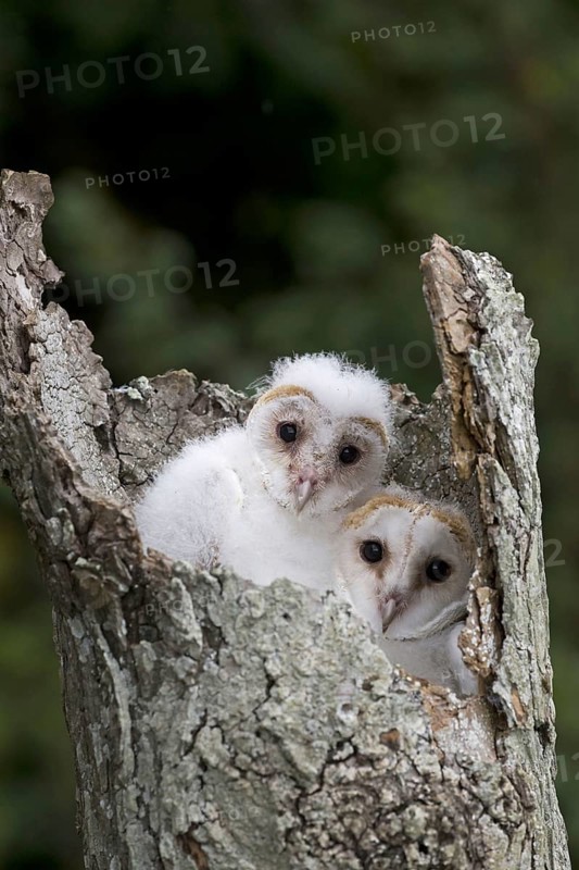 Common barn owl