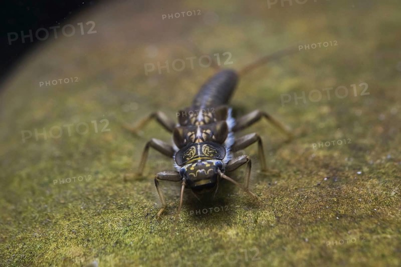 Plecoptera