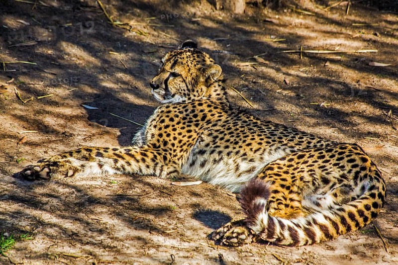 Cheetah