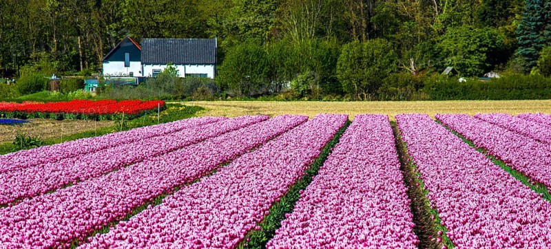 Flowering tulip fields