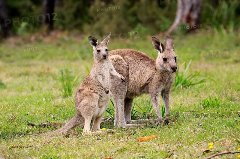 Eastern grey kangaroo
