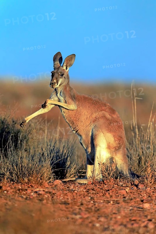Red kangaroo