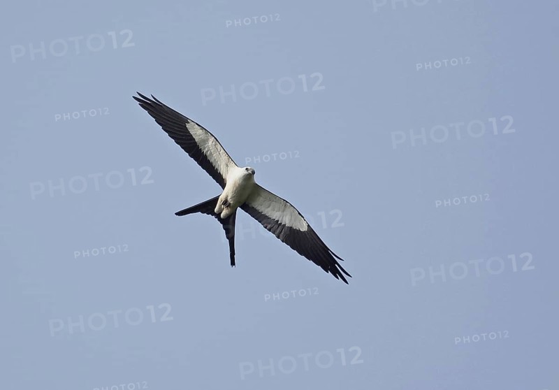 Swallow-tailed kite