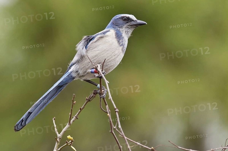Florida scrub jay