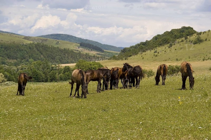 Hungarian Hutsul horses