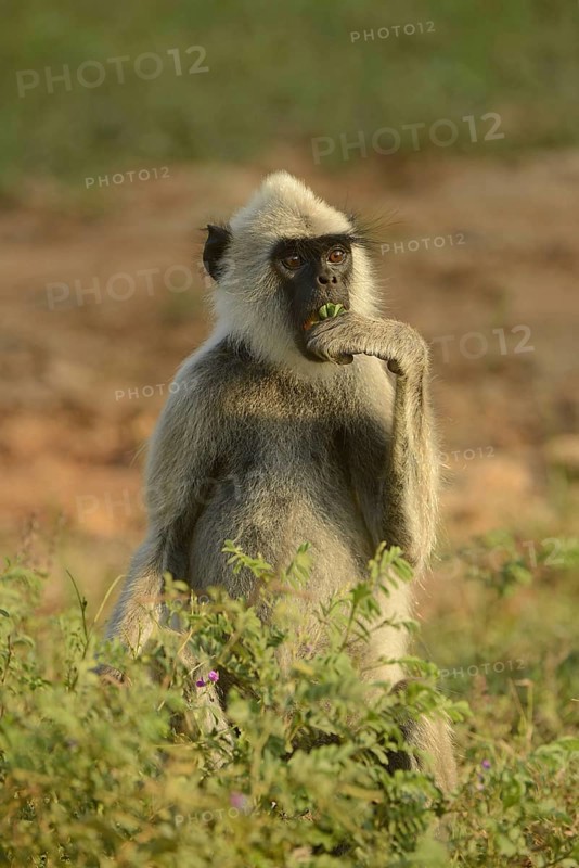 Tufted grey tufted gray langur