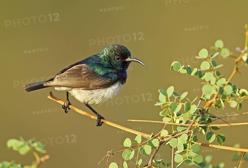 White-bellied Sunbird