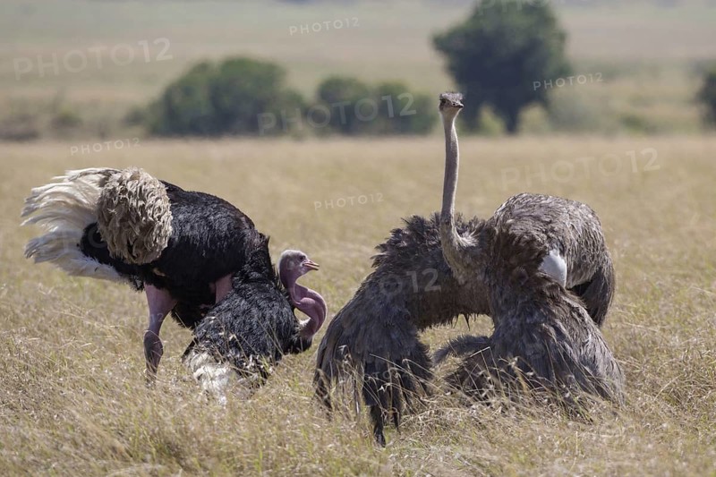 East African Ostrich