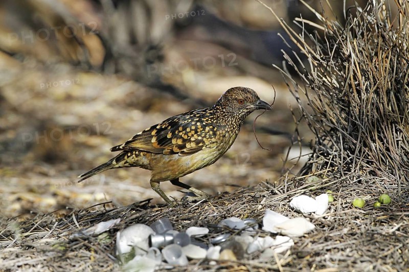 Spotted Bowerbird