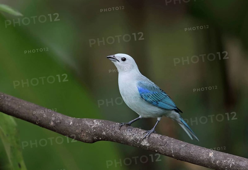 Bishop's Tanager