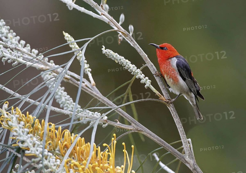 Scarlet Myzomela