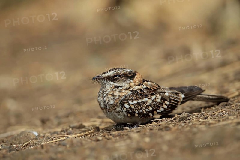 White-tailed Nightjar