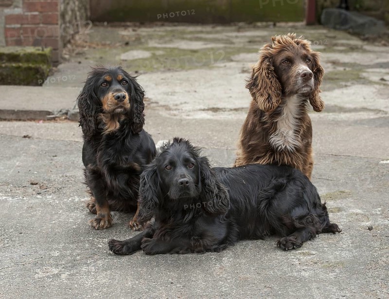 English Cocker Spaniel