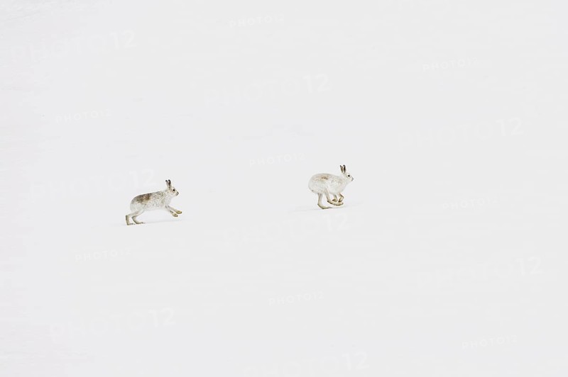Mountain Hare