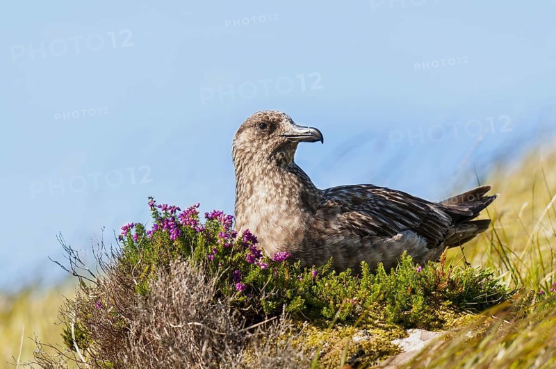 Great Skua