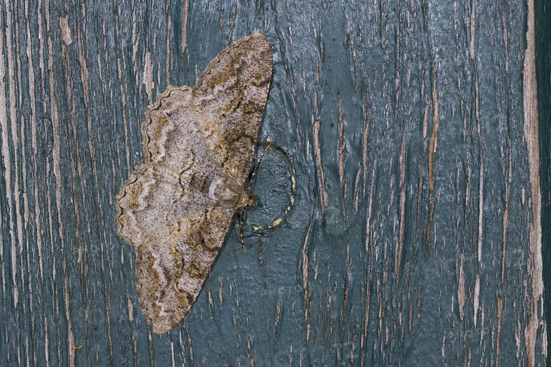 Mottled Beauty