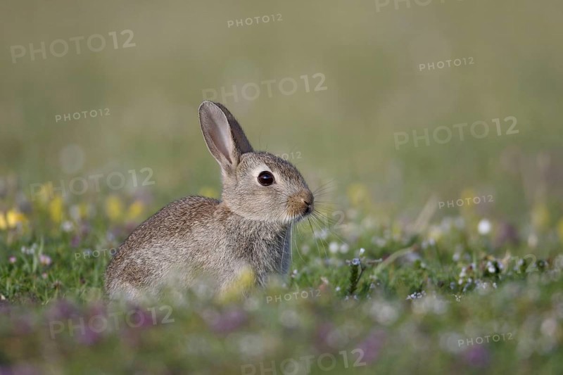 European Rabbit