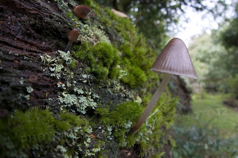 A bonnet mushroom