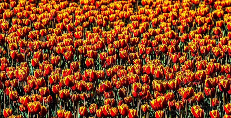 Flowering tulip fields