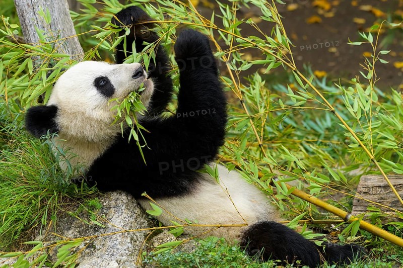 Giant Panda