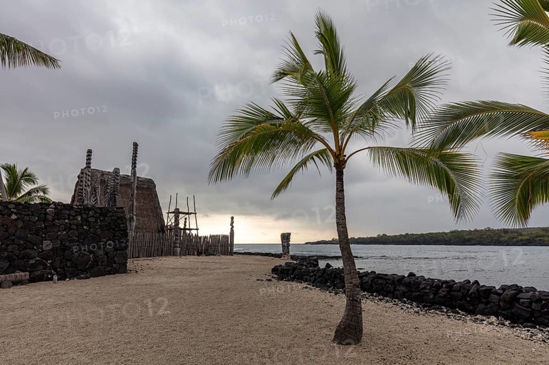 Palm tree and hut