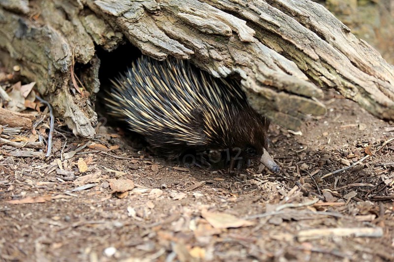 Short-beaked Echidna