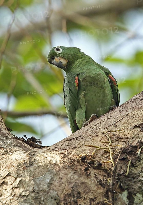 Southern mealy amazon