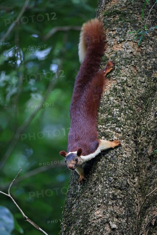 Indian Giant Squirrel