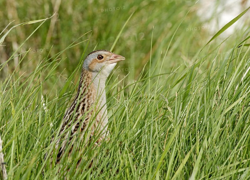 Meadow Rail