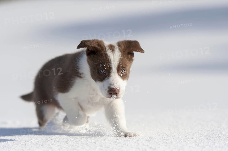 Domestic dog