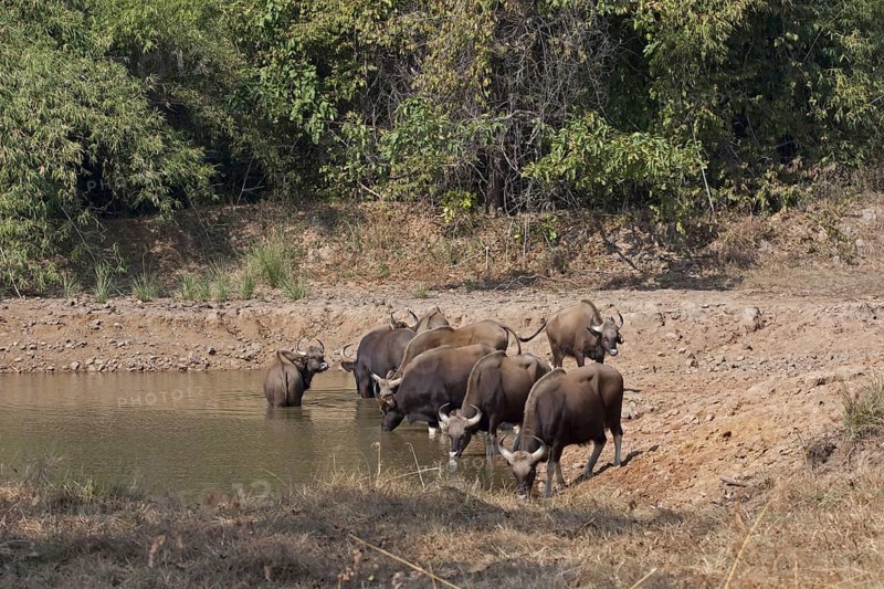 Gaur