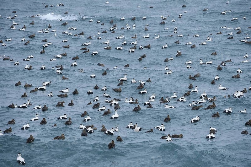 Common Eider